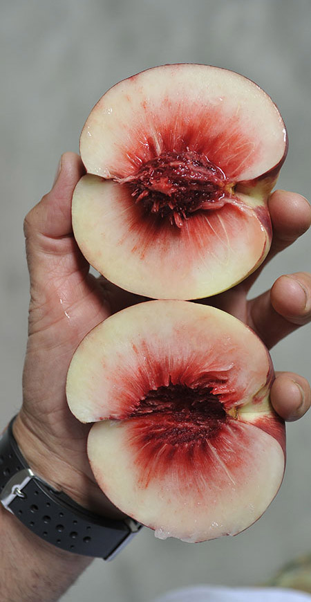 genetic research peach and nectarines