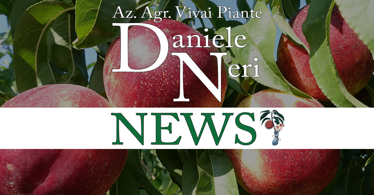 Pesche e nettarine, i Vivai Daniele Neri rinnovano il catalogo prodotti